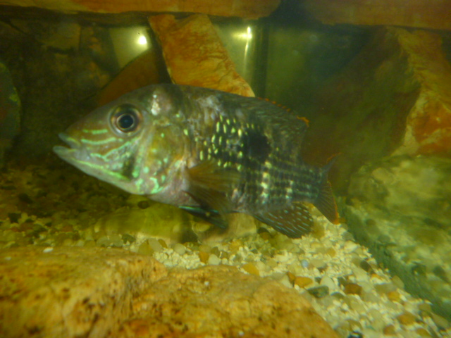 201171611241_Aequidens rivulatus femmina.JPG